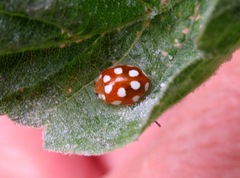 Vibidia duodecimguttata