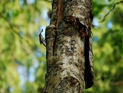 Certhia americana