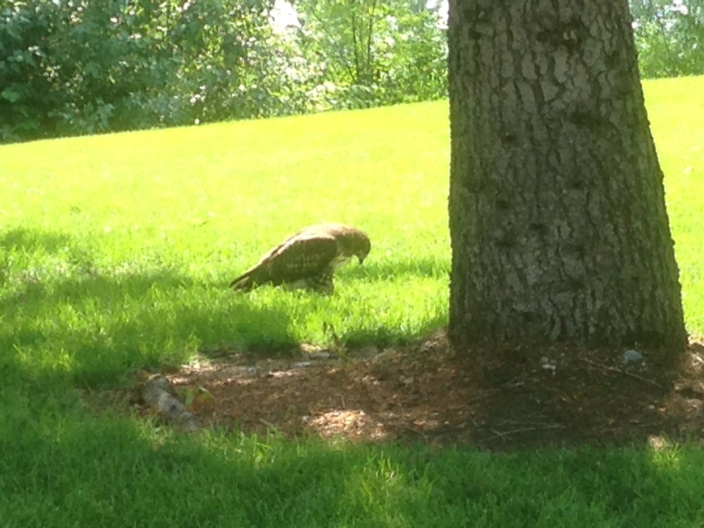 Red-tailed Hawk From Spokane On August 6, 2018 At 02:42 Pm By Gary 