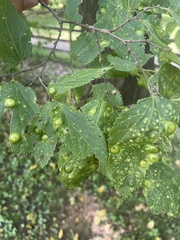 Pachypsylla celtidisvesicula