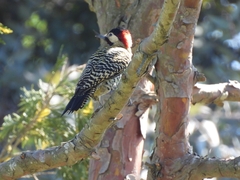 Colaptes melanochloros