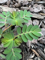 Phyllanthus urinaria