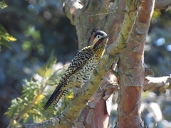 Colaptes melanochloros