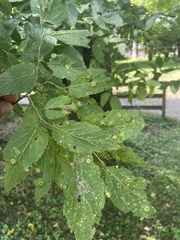 Pachypsylla celtidisvesicula