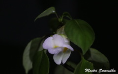 Impatiens