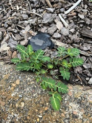 Phyllanthus urinaria