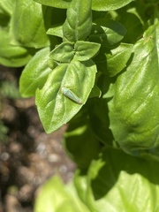 Graphocephala versuta