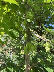 Humulus