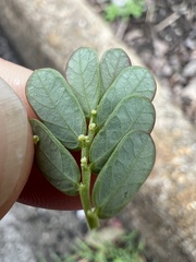 Phyllanthus urinaria