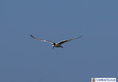 Sterna hirundo