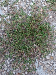 Polygonum arenastrum