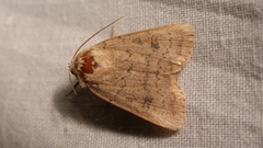 Hoplodrina octogenaria