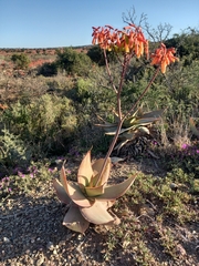 Aloe striata