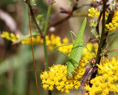 Phaneroptera falcata