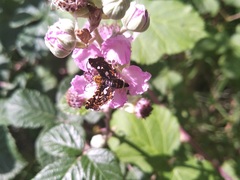Thyrididae