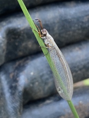 Myrmeleon