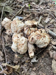 Entoloma abortivum