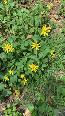 Arnica