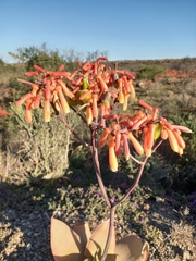 Aloe striata