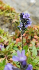 Veronica wormskjoldii