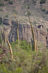 Fouquieria columnaris