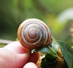 Caucasotachea vindobonensis