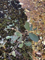 Salix aurita