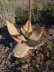 Aloe striata