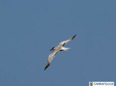 Sterna hirundo