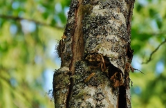 Certhia americana