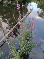 Lythrum salicaria