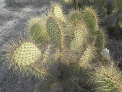 Opuntia comonduensis