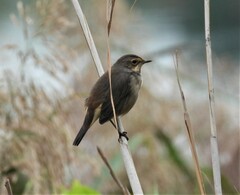 Luscinia svecica