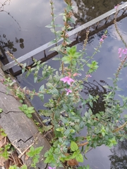 Lythrum salicaria