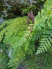 Osmunda regalis