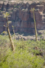 Fouquieria columnaris