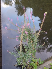 Lythrum salicaria