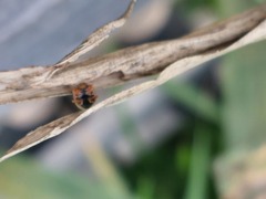 Anisosticta novemdecimpunctata