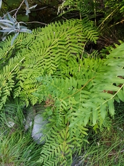 Osmunda regalis