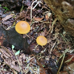 Pholiotina rugosa