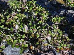 Salix arctica