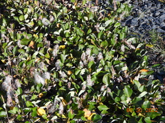 Salix arctica