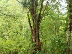 Beaucarnea