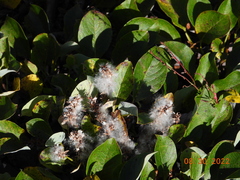 Salix arctica