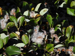 Salix arctica