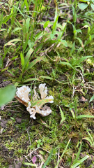 Sebacina schweinitzii