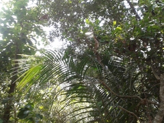 Anacardium occidentale