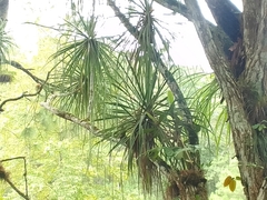Beaucarnea