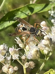 Polistes