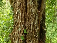 Beaucarnea